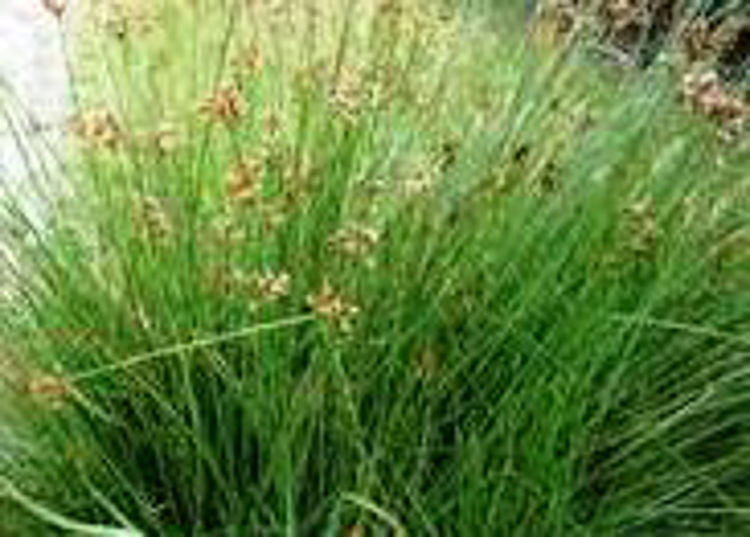 Juncus usitatus Junusi Tussock Rush, Common Rush