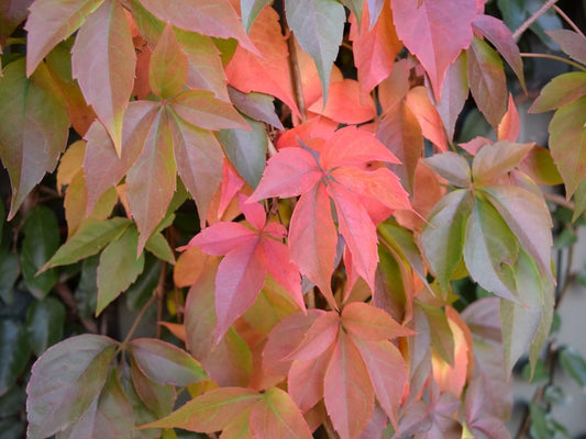 Parthenocissus quinquefolia Parqui Virginia Creeper, Victoria Creeper, Five Leaved Ivy 140mm