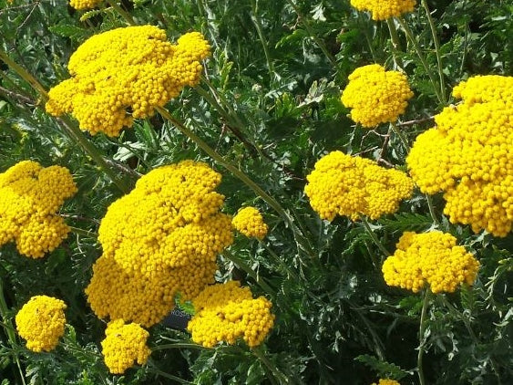 Achillea filipendulina Cloth Of Gold - Yarrow 140mm