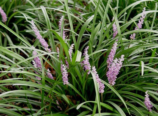 Liriope muscari Samantha LirmusSam Lilyturf, Lily Turf, Border Grass, Monkey Grass