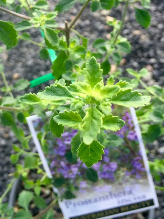 Prostanthera incisa Proinci Native Thyme, Cut Leaf Mint Bush 140mm