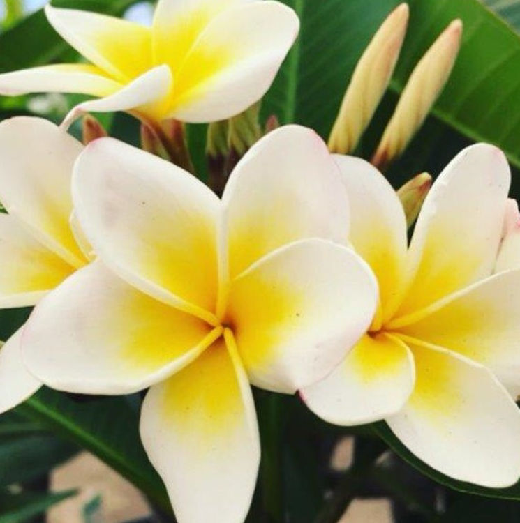 Plumeria Assorted PluAss Frangipani 200mm