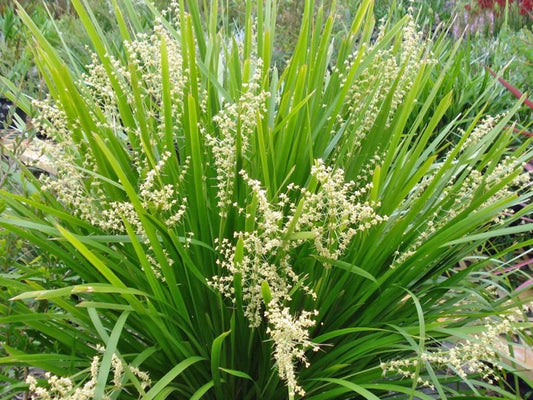 Lomandra hystrix Lomhys Slender Mat Rush 140mm