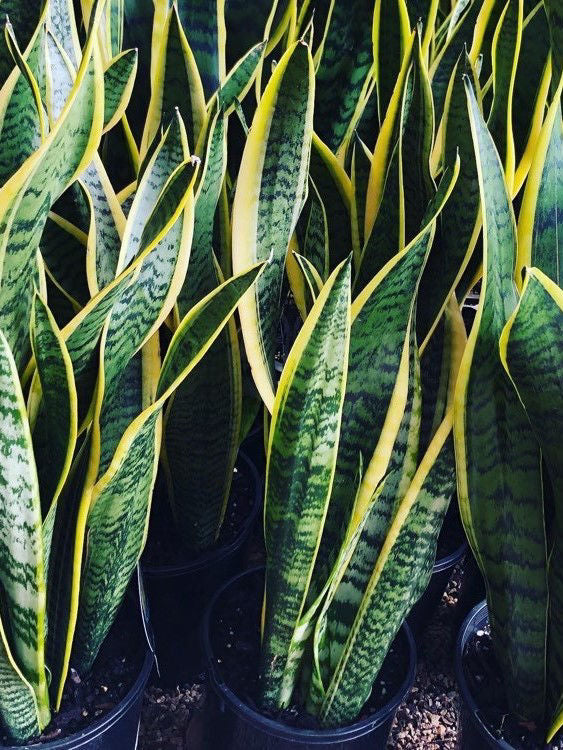 Sansevieria trifasciata Santri Snake Plant, Mother In Laws Tongue, St Georges Sword 140mm