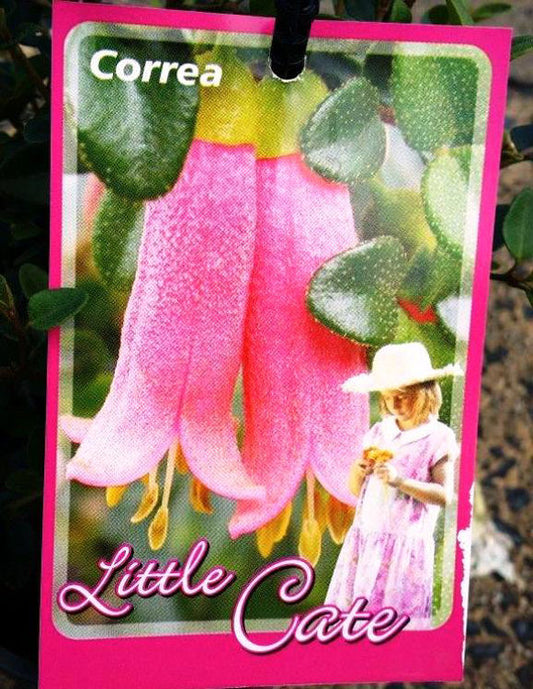 Correa pulchella Little Cate CorpulLC Native Fuchsia 70mm