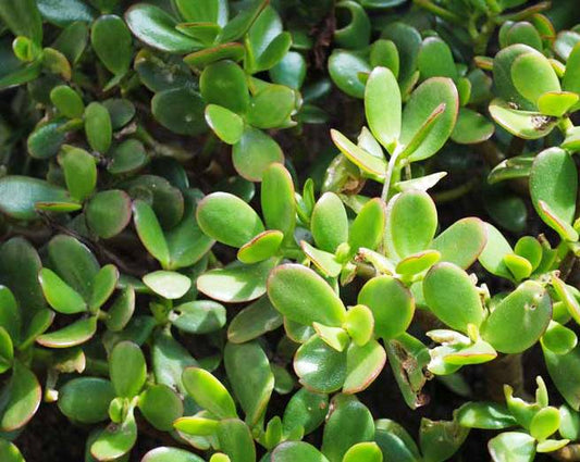 Crassula ovata Craova Jade Plant, Jade Tree, Succulent