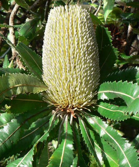 Banksia serrata Banser Old Man Banksia, Saw Banksia, Saw Tooth Banksia