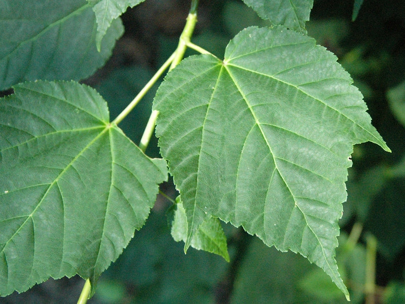 Acer davidii Acedav Snakebark Maple, Snake Bark Maple, Pere Davids Maple 200mm