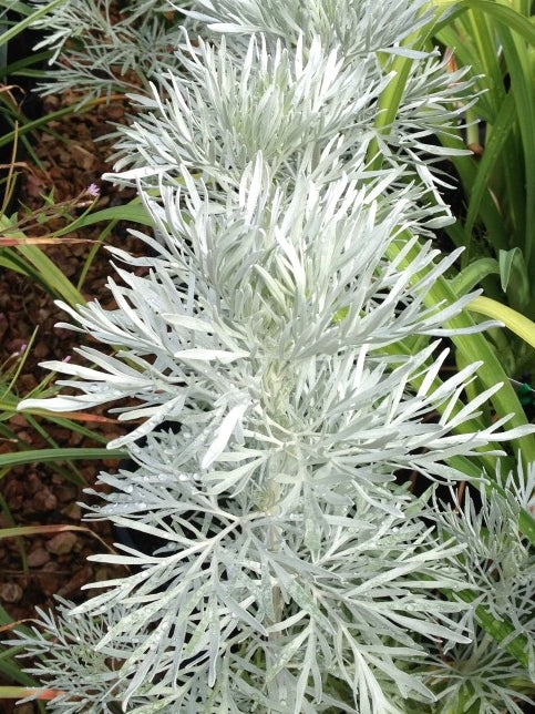 Artemisia arborescens - Aromatic silver- gray leaves