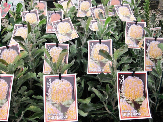 Banksia ornata Banorn Desert Banksia 140mm