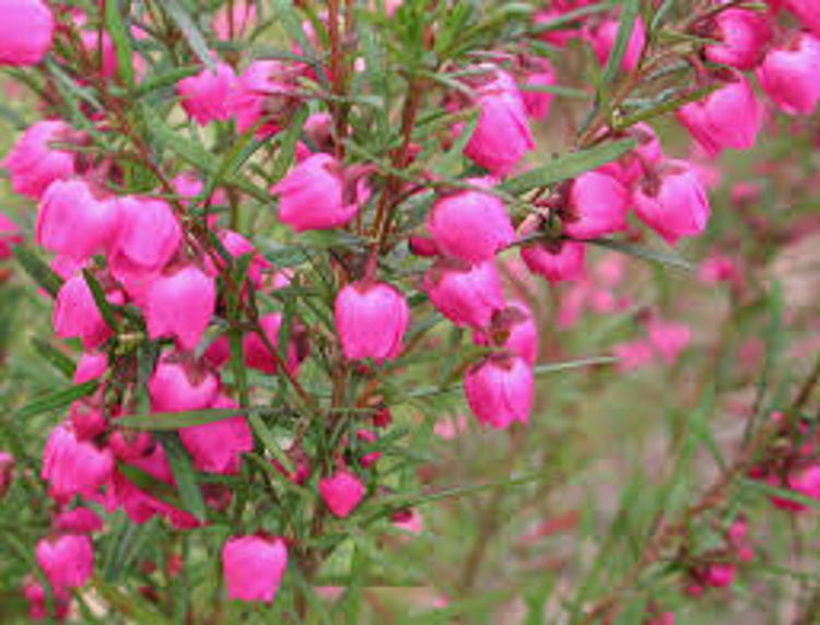 Boronia heterophylla Borhet Red Boronia