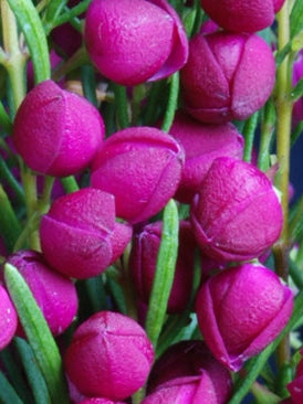 Boronia hybrida Plum Bells BorhybPB Boronia 140mm