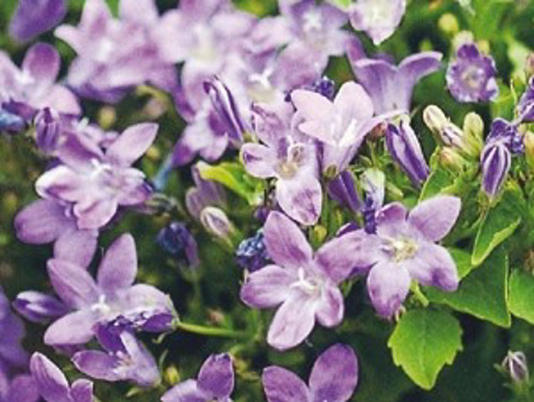 Campanula hybrida Birch Hybrid CamhybBH Bellflower 140mm