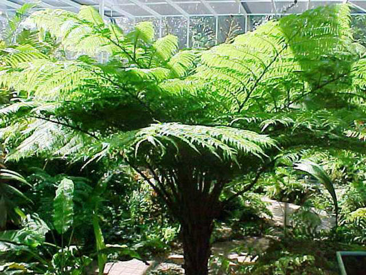 Cyathea cooperi Cyacoo Syn Sphaeropteris cooperi, Australian Tree Fern, Lacy Tree Fern, Scaly Tree Fern, Coopers Tree Fern 200mm