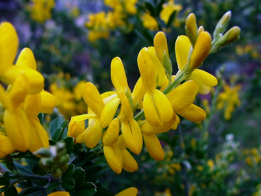 Cytisus racemosus Nana CytracNa Dwarf Yellow Broom