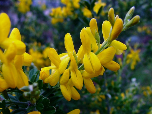 Cytisus racemosus Nana CytracNa Dwarf Yellow Broom