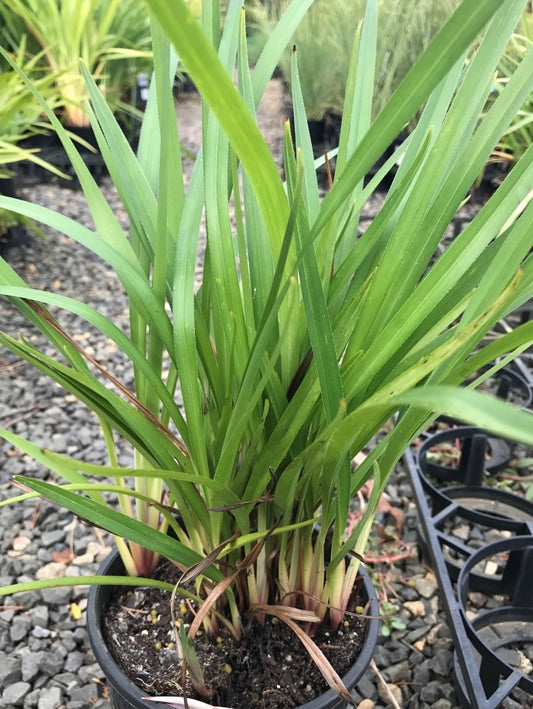 Dianella hybrida Gangbusters DiahybGan Flax Lily