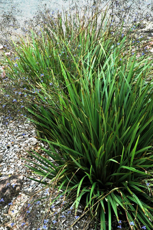 Dianella revoluta Kentlyn DiarevKen Black Anther Flax Lily, Blueberry Flax Lily, Spreading Flax Lily, DIKENT