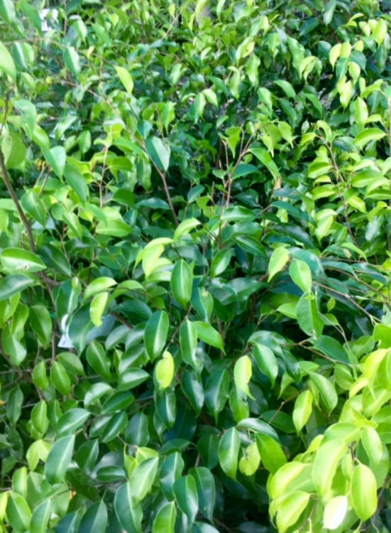 Ficus benjamina Exotica FicbenExo Weeping Fig