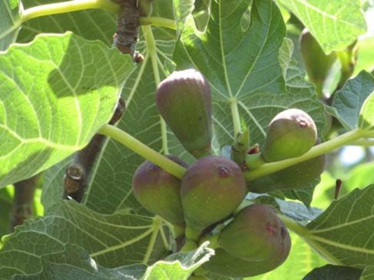 Ficus carica Ficcar Common Fig