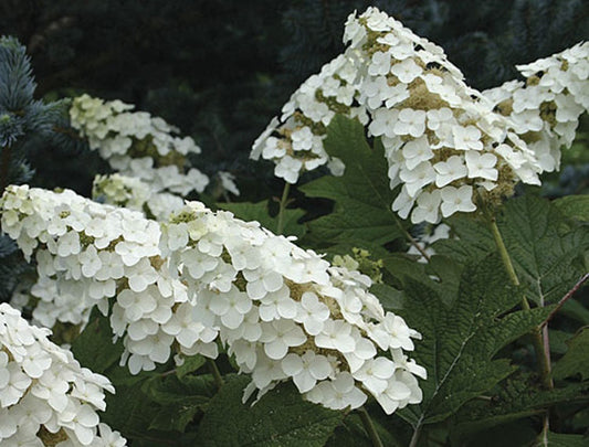 Hydrangea quercifolia Snowflake HydqueSno Oakleaf Hydrangea 200mm