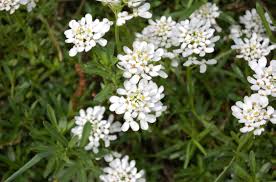 Iberis sempervirens Ibesem Candytuft, Evergreen Candyturf