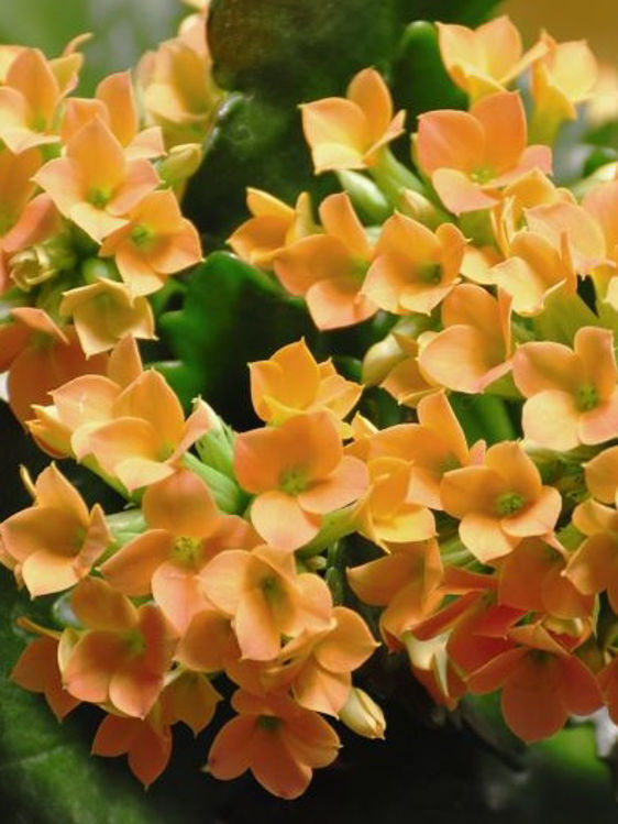 Kalanchoe blossfeldiana Kalblo Flaming Katy, Succulent