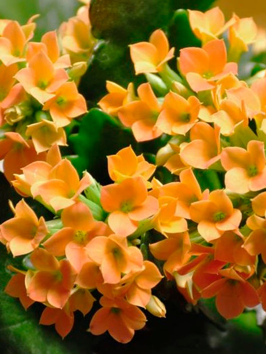 Kalanchoe blossfeldiana Kalblo Flaming Katy, Succulent