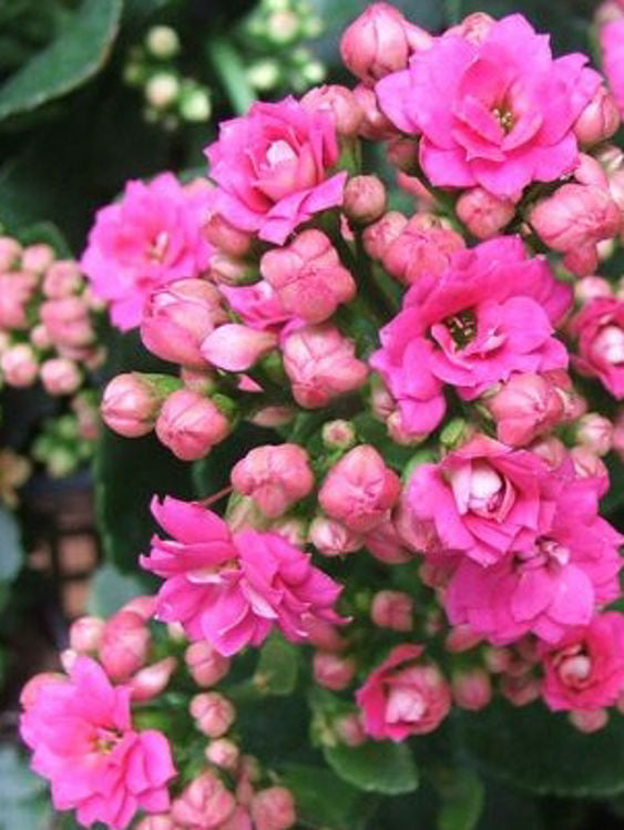 Kalanchoe blossfeldiana Kalblo Flaming Katy, Succulent