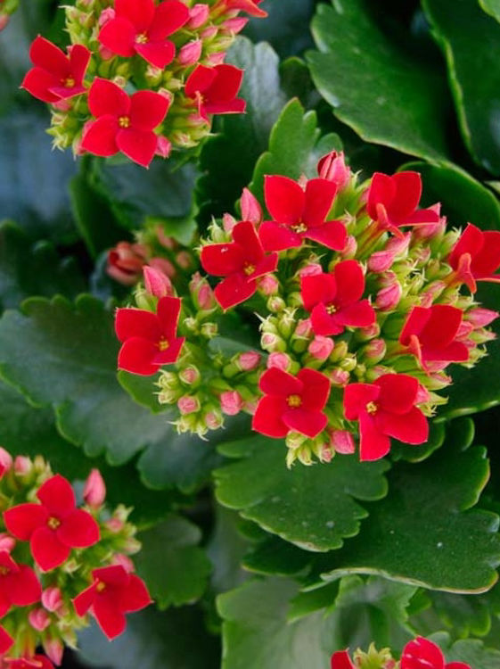 Kalanchoe blossfeldiana Kalblo Flaming Katy, Succulent