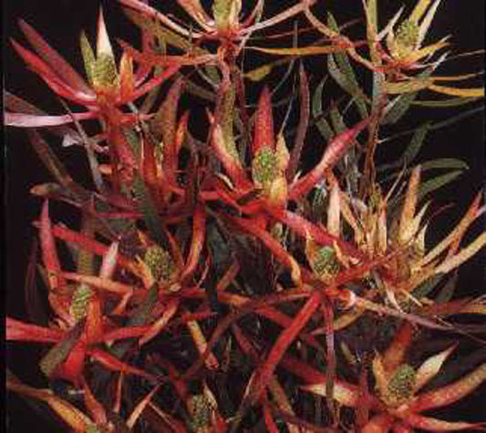 Leucadendron eucalyptifolium Deacon Red LeueucDR Gum Leaf Conebush 140mm