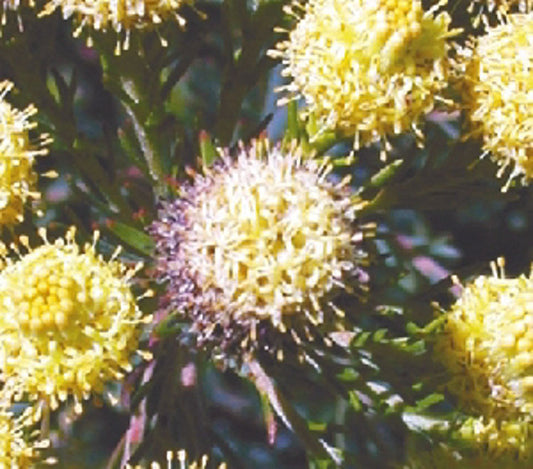 Leucadendron laxum nana Golden Fireworks LeulnGF Conebush 140mm