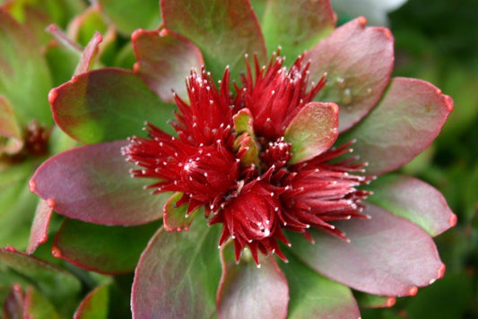 Leucospermum oleifolium Calypso Red LeuoleCR Pincushion, Pin Cushion 140mm