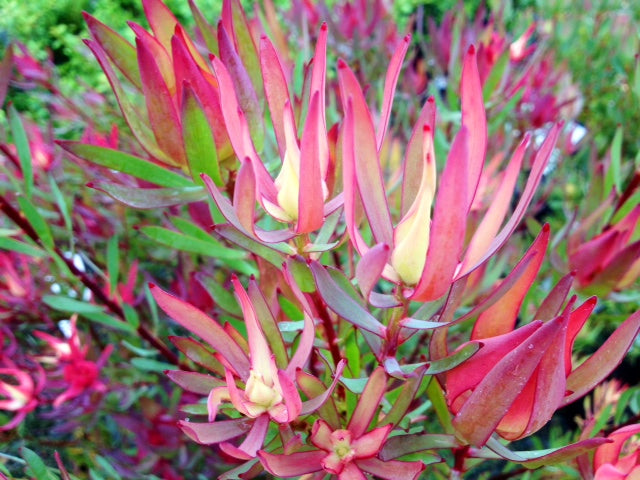 Leucadendron salignum Oriental Blush LeusalOB Conebush