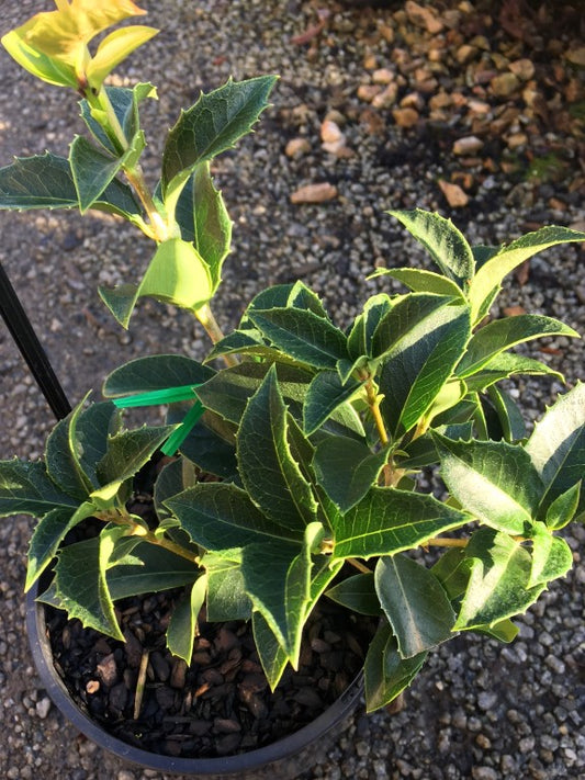 Osmanthus fortunei Osmfor