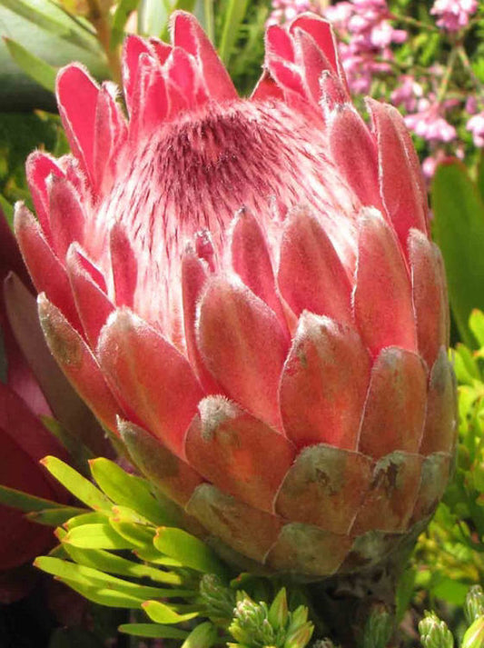 Protea hybrida Lancelot ProhybLan Sugarbush 140mm