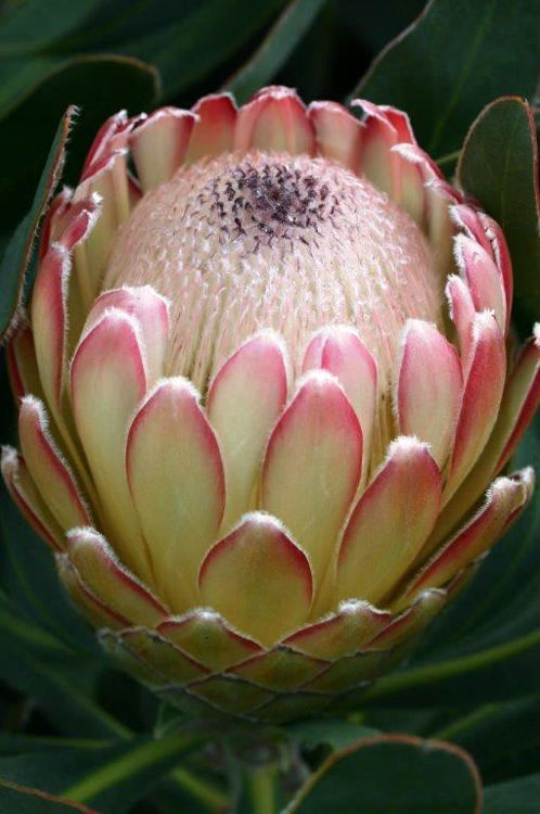 Protea susannae magnifica Susara ProsmSus Sugarbush