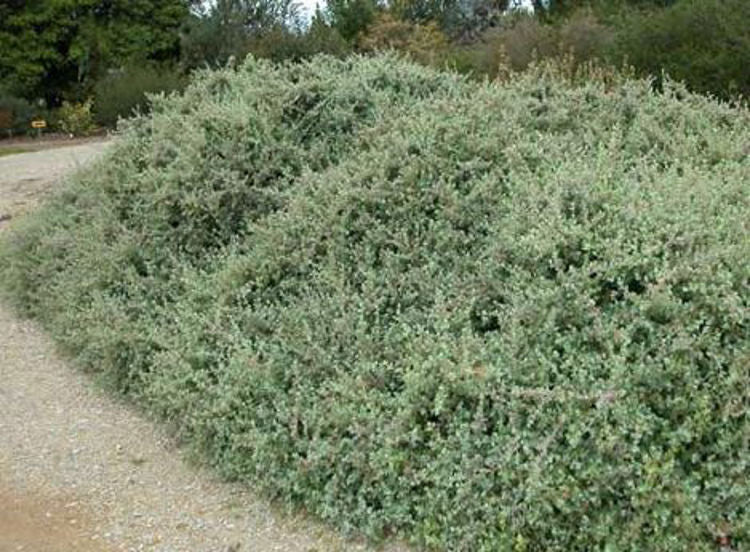 Rhagodia spinescens Silver Border RhaspiSB Spiny Saltbush, Berry Saltbush, Hedge Saltbush 140mm