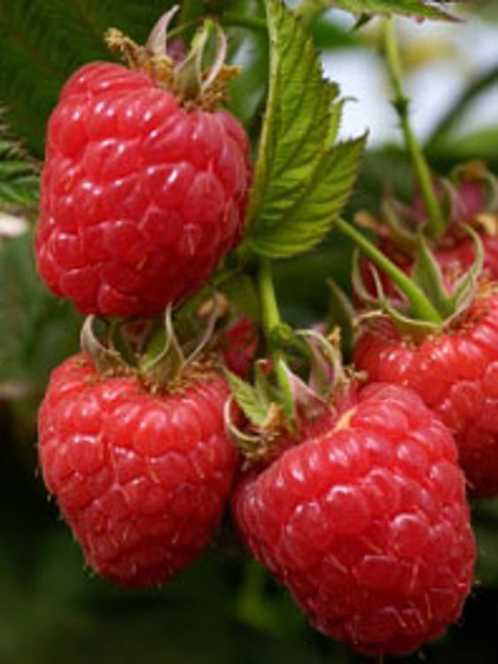 Rubus idaeus Rubida Red Raspberry 140mm