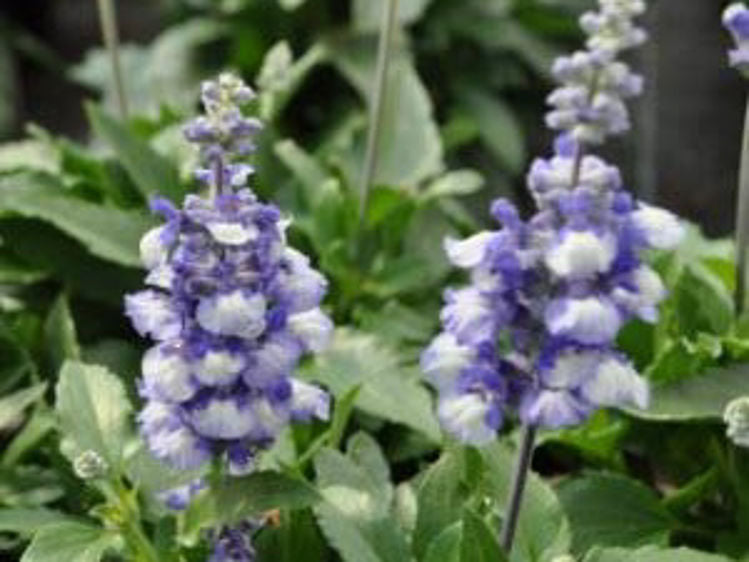 Salvia farinacea Cathedral Shining Sea SalfarCSS Mealy Sage, Mealycup Sage 140mm