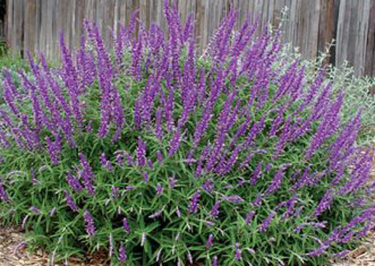 Salvia leucantha Santa Barbara PBR SalleuSB Mexican Bush Sage 140mm