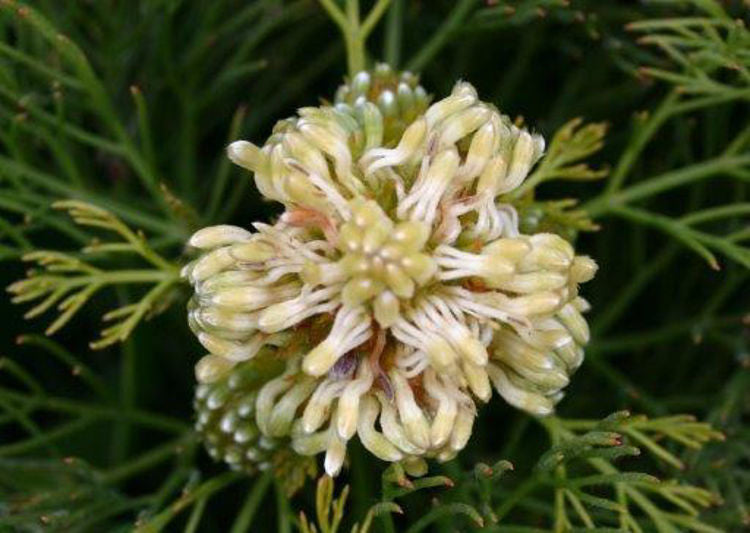 Seru Rixa Serruria glomerata Lemon Honey SergloLH 140mm – awesomeplants
