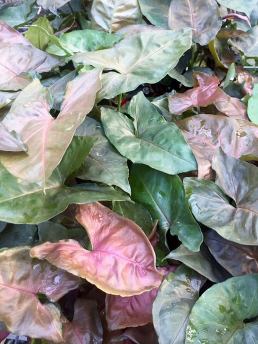 Syngonium podophyllum Maria SynpodMar Arrowhead Plant 120mm