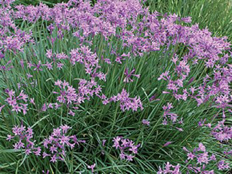 Tulbaghia violacea Dark Star TulvioDS Society Garlic, Wild Garlic, Border Stars 140mm