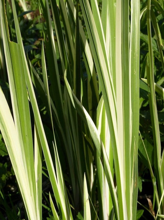 Acorus calamus Variegata AcocalVa Variegated Sweet Flag