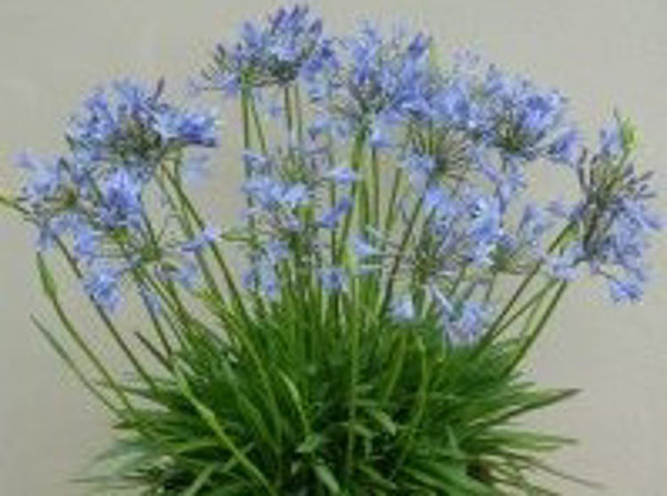 Agapanthus hybrida Blue Storm AgahybBS Lily of the Nile, African Lily