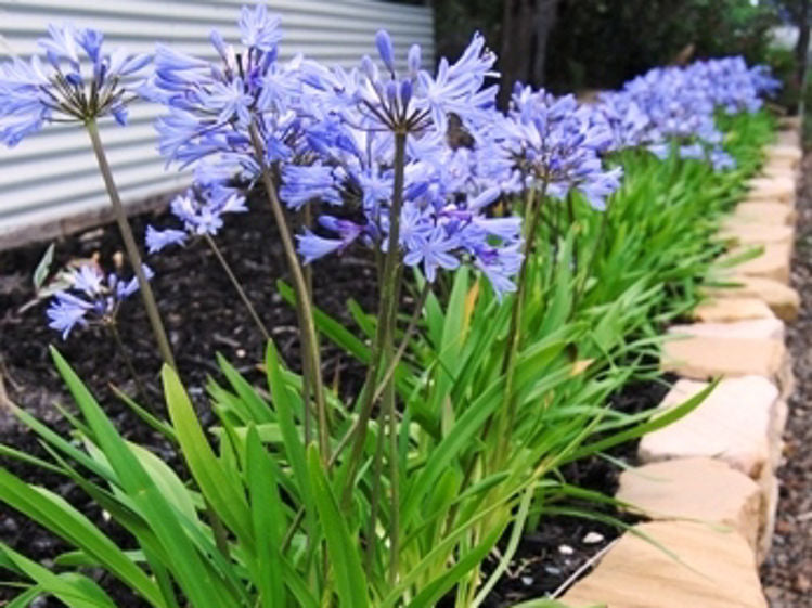 Agapanthus praecox Baby Pete PBR AgapraBP Dwarf Agapanthus, Lily of the Nile, African Lily