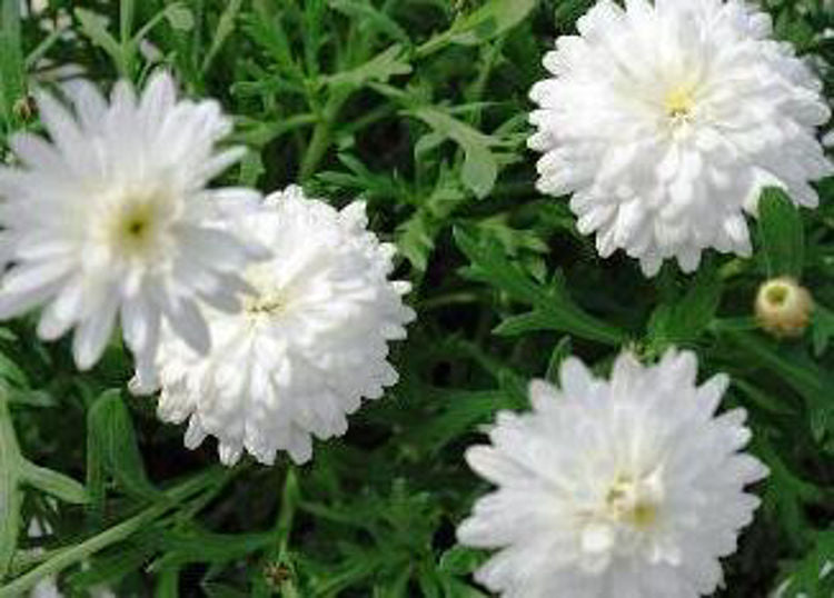 Argyranthemum frutescens Double White ArgfruDoWh Marguerite Daisy, Paris Daisy, Federation Daisy 140mm