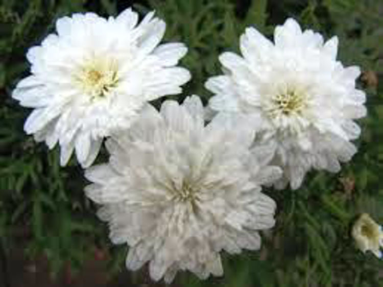 Argyranthemum frutescens Double White ArgfruDoWh Marguerite Daisy, Paris Daisy, Federation Daisy 140mm