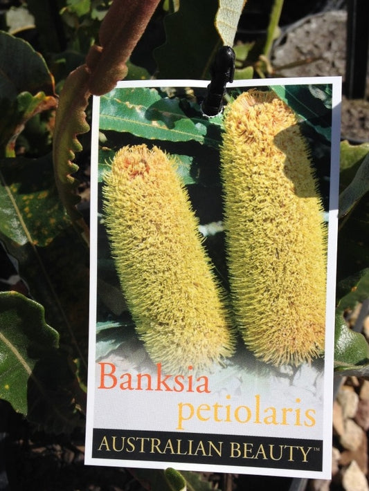 Banksia petiolaris Banpet Creeping Banksia 140mm